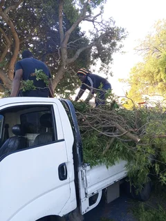 Trees, Grass and Rubble