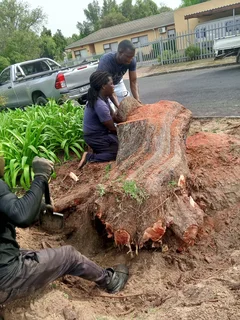 Tree felling and Grass cutting