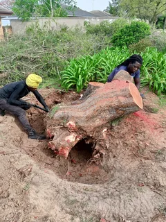Tree felling and Grass cutting