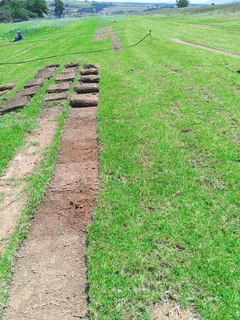 Grass installation specialist