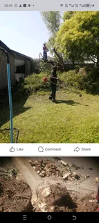 Tree felling and Grass cutting services