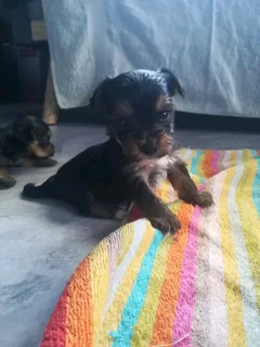 Yorkie pups