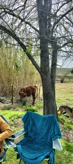 House  &amp; Cottage, Eastern Cape SA between  Queenstown/Stutterheim: