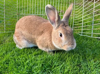 Rabbits  For sale