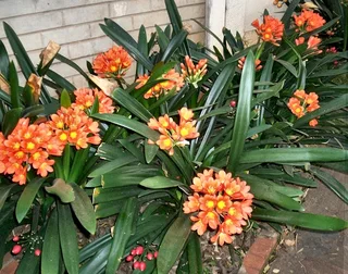 Clubview: clivias: plants & seeds