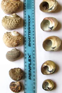 Villieria: Seashells - turbo - medium