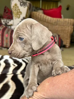 Weimaraner Puppies