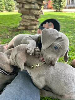 Weimaraner Puppies