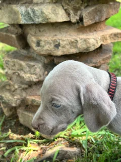 Weimaraner Puppies