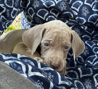 Weimaraner Puppies