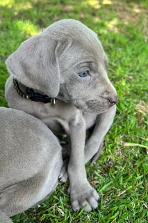 Weimaraner Puppies