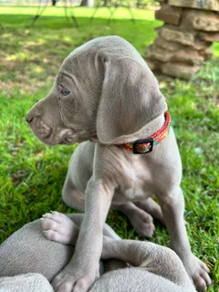 Weimaraner Puppies