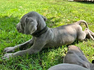 Weimaraner Puppies