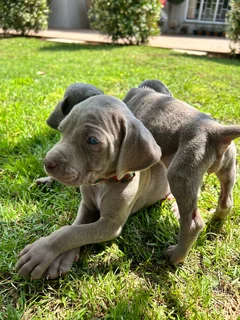 Weimaraner Puppies