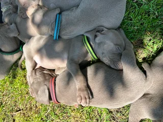 Weimaraner Puppies