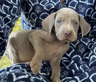 Weimaraner Puppies