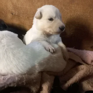 Swiss Shepherd cross German Shepherd puppies to book