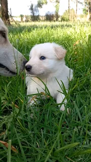 Swiss Shepherd cross German Shepherd puppies available for booking