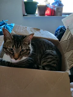 Pet friendly seperate entrance