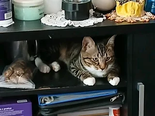 Pet friendly seperate entrance