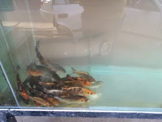 Koi fish for sale