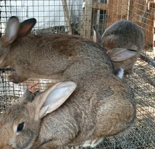 Pure Flemish Giants For Sale