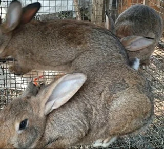 PURE FLEMISH GIANTS FOR SALE