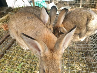 PURE FLEMISH GIANTS FOR SALE