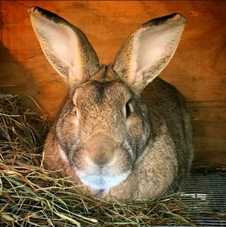 PURE FLEMISH GIANTS FOR SALE