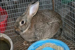 PURE FLEMISH GIANTS FOR SALE