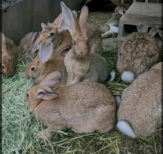 PURE FLEMISH GIANTS FOR SALE