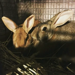 BEAUTIFUL BUNNIES AVAILABLE FOR SALE