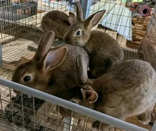 BEAUTIFUL BUNNIES AVAILABLE FOR SALE