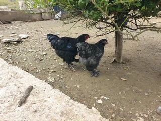 Beautiful bramas available for sale