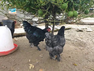 Beautiful bramas available for sale