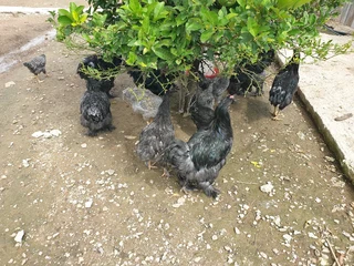 Beautiful bramas available for sale