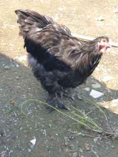 Beautiful bramas available for sale