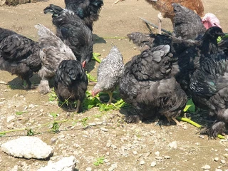 Beautiful bramas available for sale