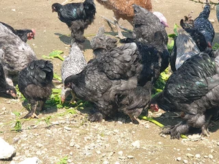 Beautiful bramas available for sale