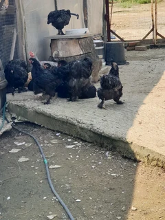 Beautiful bramas available for sale