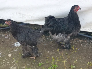 Beautiful bramas available for sale