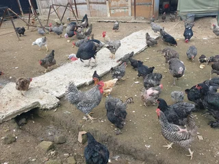 Potch koekoek hens available for sale