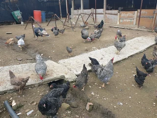 Potch koekoek hens available for sale