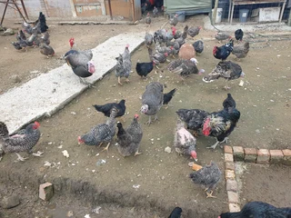 Potch koekoek hens available for sale