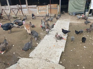 Potch koekoek hens available for sale