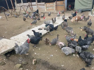 Free range chickens available for sale