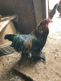 Brama chickens for sale