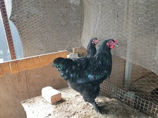 Brama chickens for sale