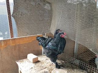 Brama chickens for sale
