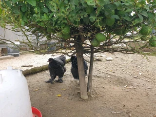 Brama chickens for sale